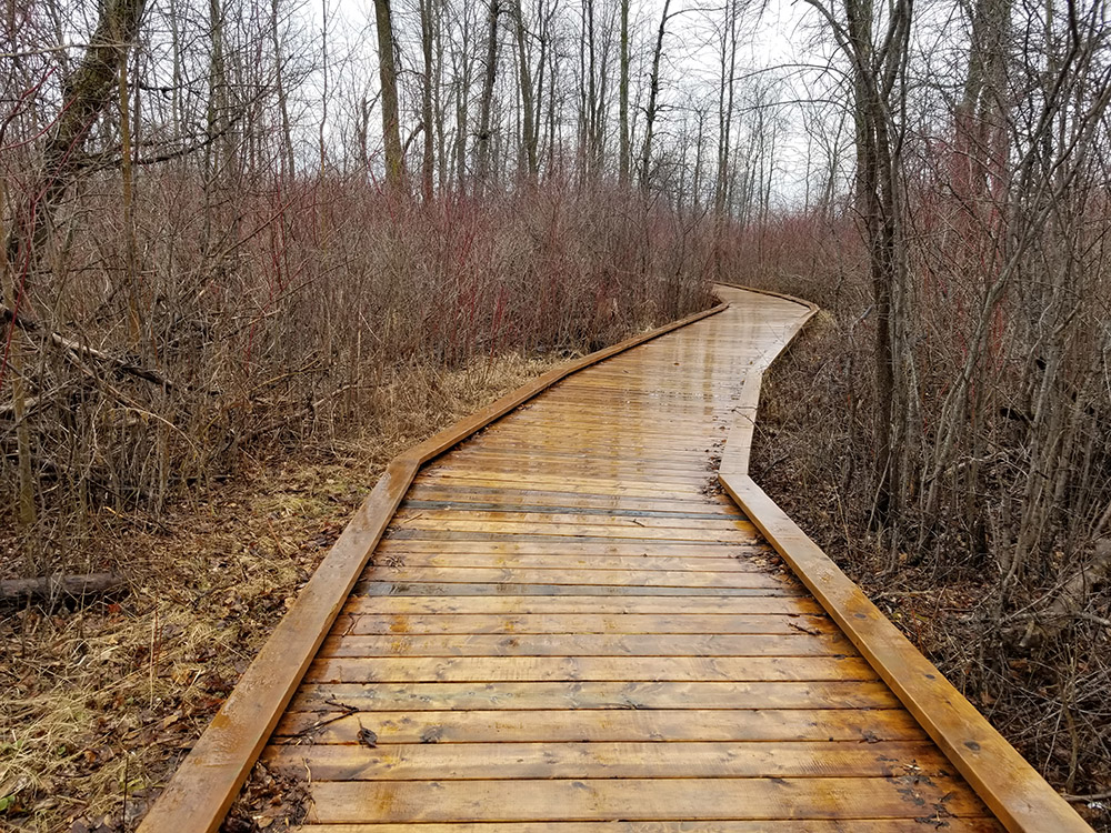 forest boardwalk