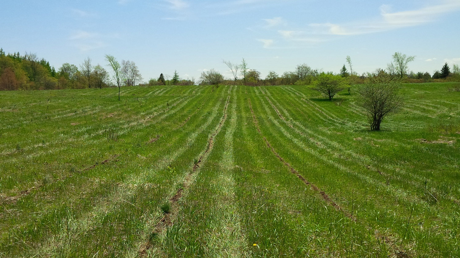 tree planting Ontario