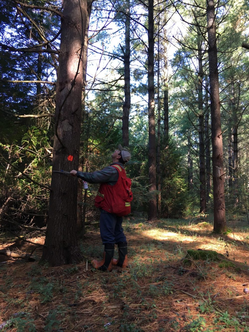 marking trees