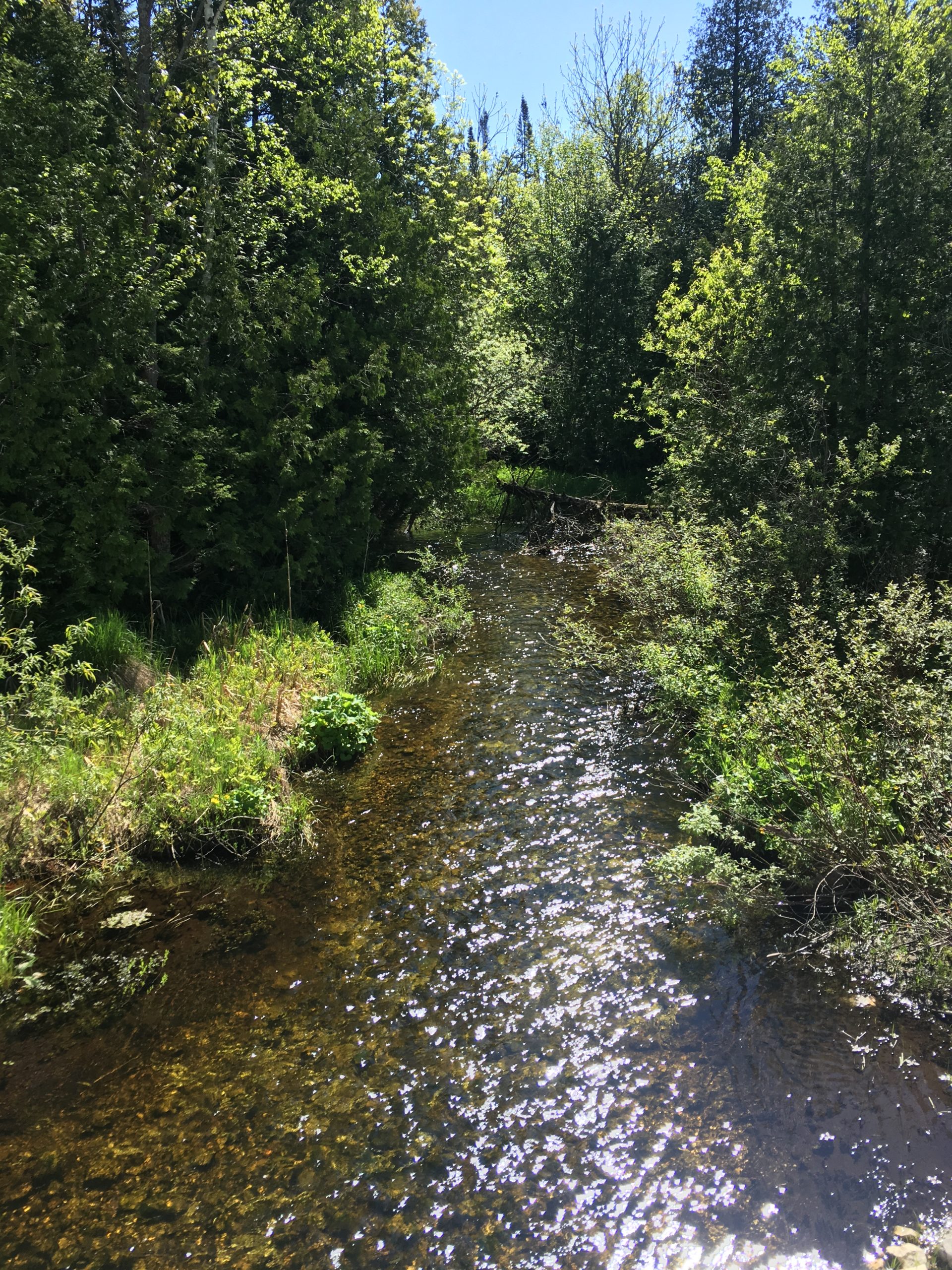 forest stream Ontario