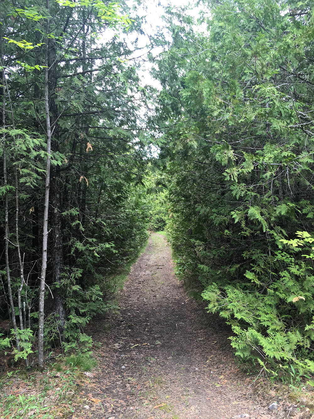 trail creation in forest