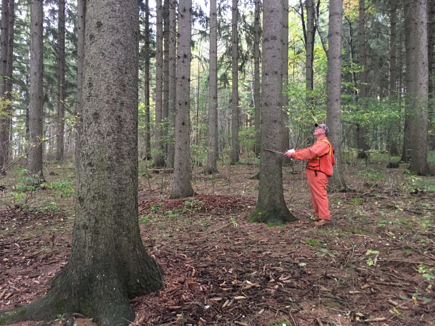 tree marking