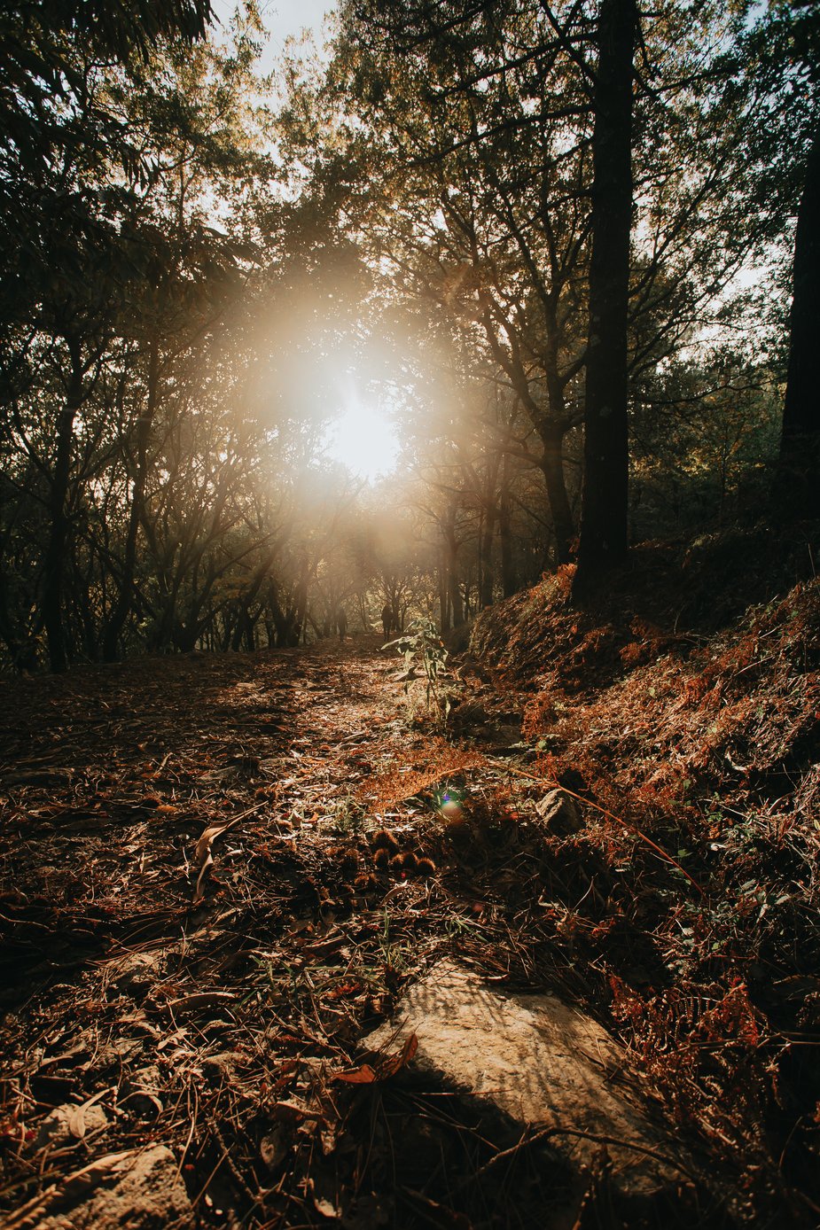 forest-silhouette