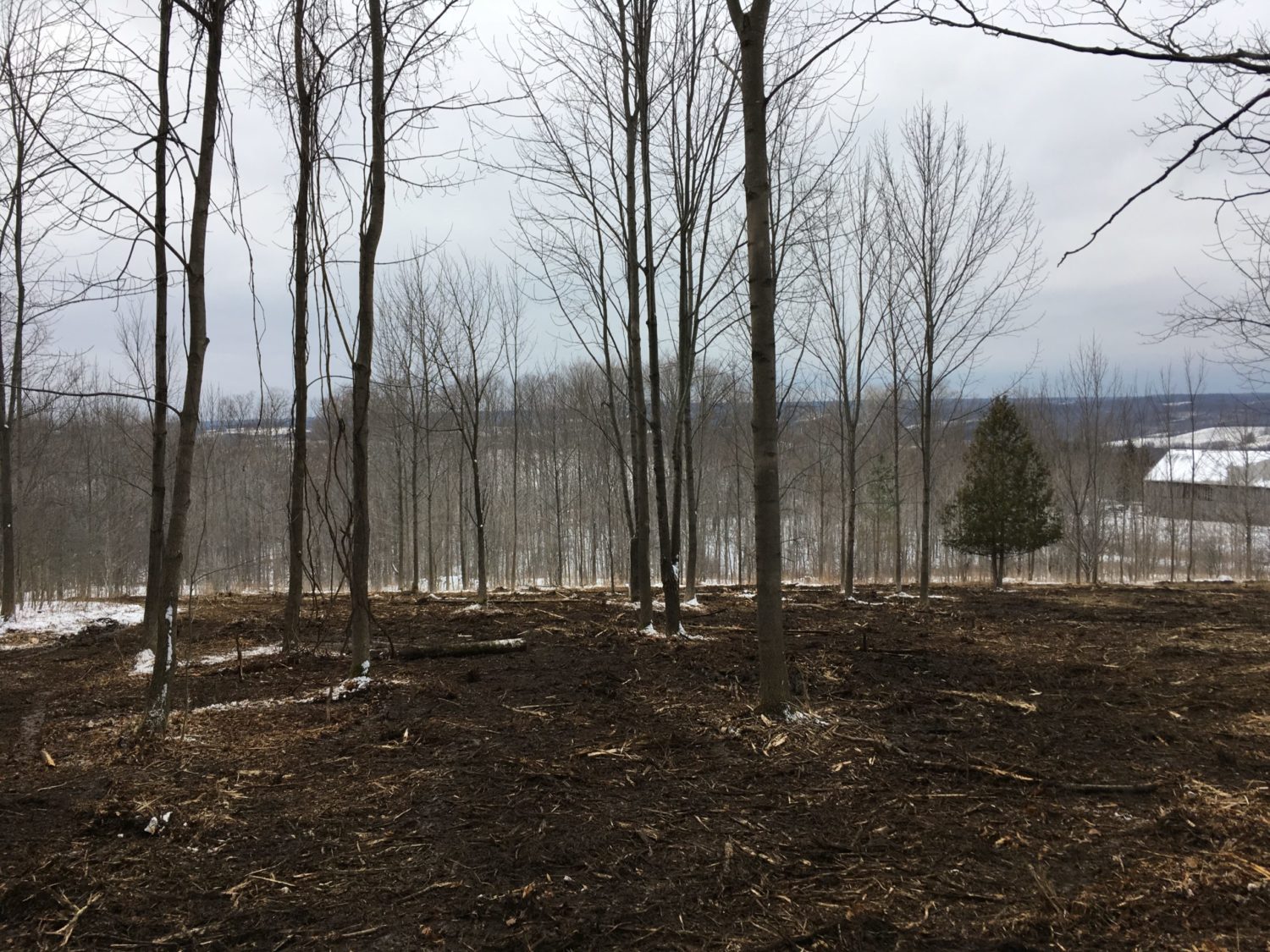 mulch on forest floor